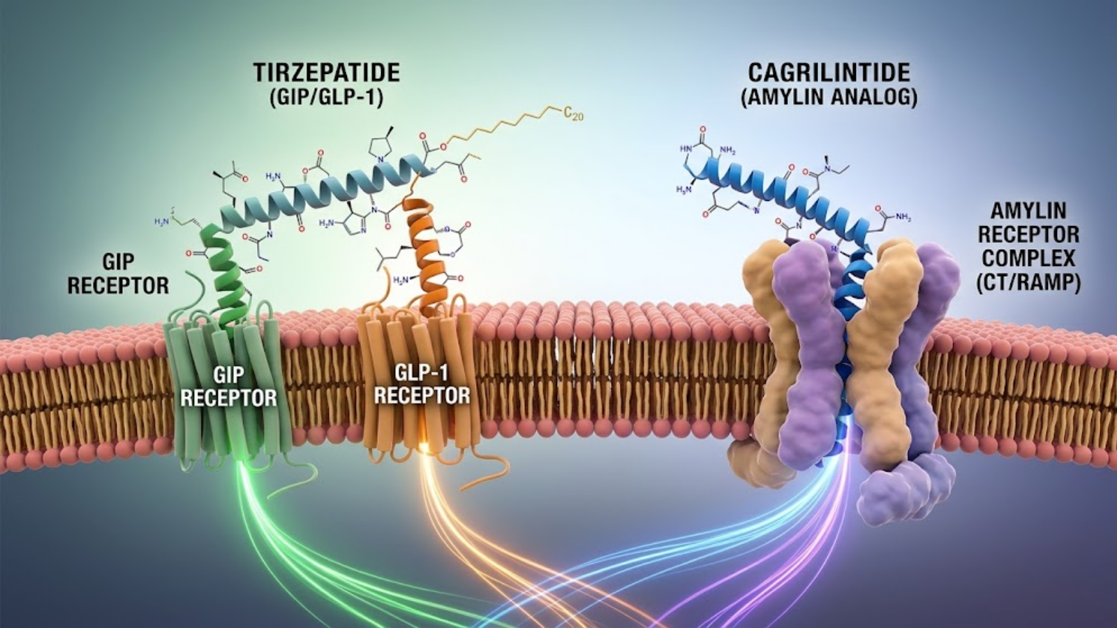 Conceptual molecular mechanism comparing Tirzepatide and Cagrilintide