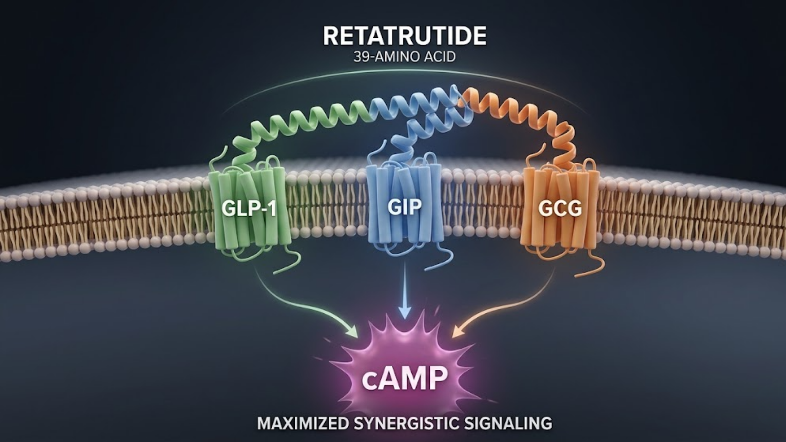 Conceptual molecular mechanism of Retatrutide Triple Agonism