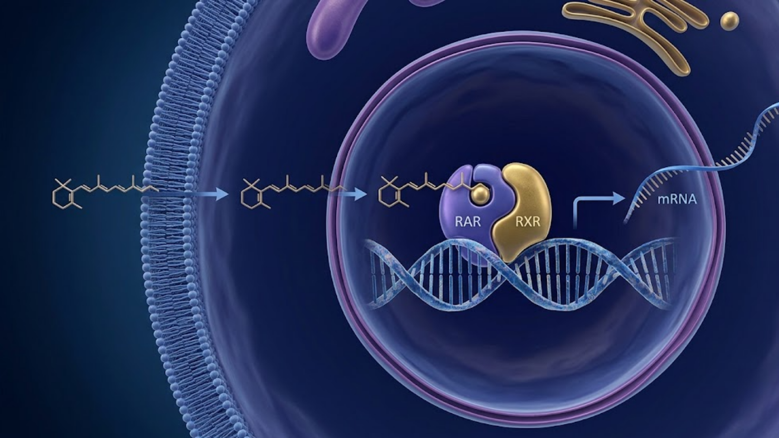 Molecular structure and clinical application of GHK-Cu vs Tretinoin